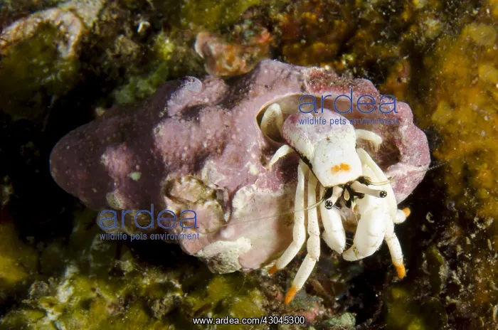 : Small White Hermit Crab - Segara dive site, Seraya : Small White Hermit Crab - Segara dive site, Seraya
