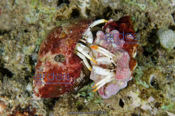 : Small White Hermit Crabs : Small White Hermit Crabs