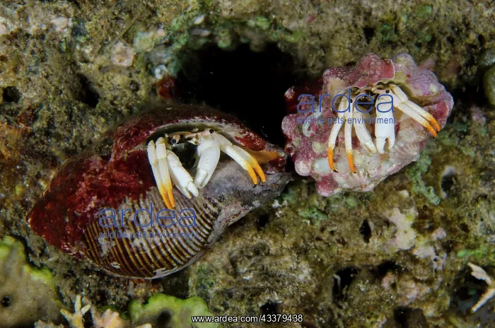 : Small White Hermit Crabs : Small White Hermit Crabs