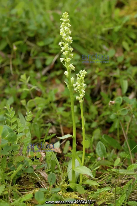 : Small white orchid : Small white orchid