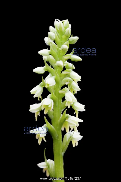 : Small White Orchid : Small White Orchid