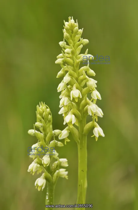 : Small White Orchid - in grassland : Small White Orchid - in grassland