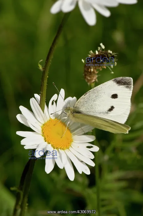 : Small white (Pieris rapae). Vals umagle, Denmark : Small white (Pieris rapae). Vals umagle, Denmark