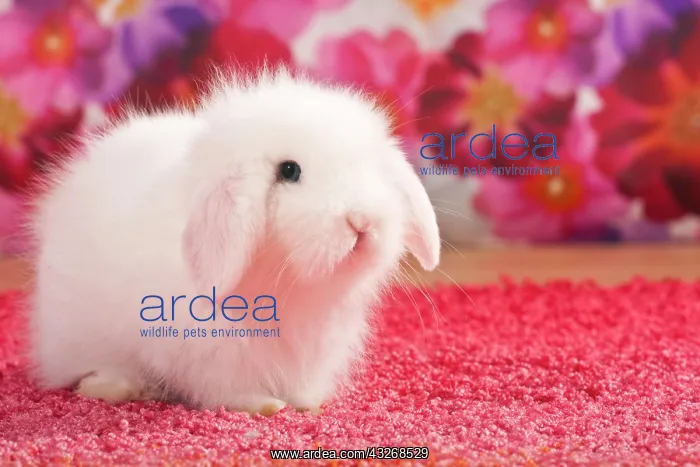 : Small white teddy rabbit, dwarf rabbit, on pink : Small white teddy rabbit, dwarf rabbit, on pink