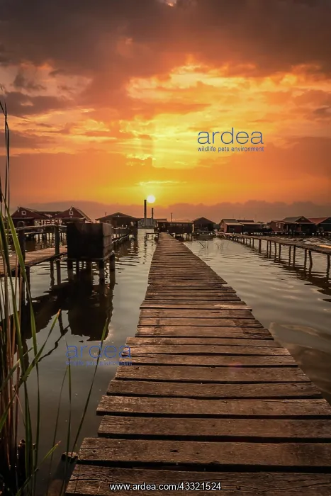 : Small wooden houses with a jetty in a lake, they : Small wooden houses with a jetty in a lake, they