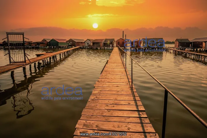 : Small wooden houses with a jetty in a lake, they : Small wooden houses with a jetty in a lake, they