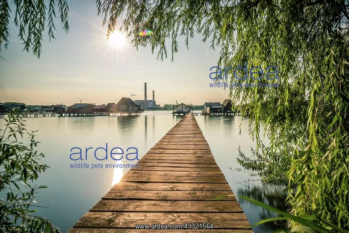 : Small wooden houses with a jetty in a lake, they : Small wooden houses with a jetty in a lake, they