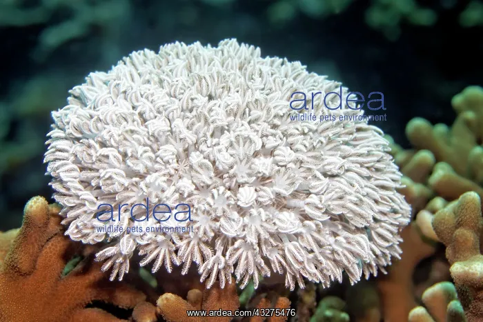 : Small Xenia coral (Xenia sp.), Banda Sea, Pacific : Small Xenia coral (Xenia sp.), Banda Sea, Pacific
