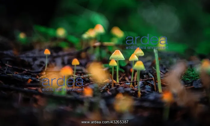 : Small yellow Bonnets (Mycena) on forest floor, temperate : Small yellow Bonnets (Mycena) on forest floor, temperate