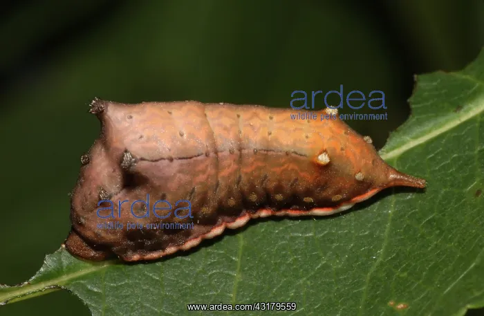 : Smaller Parasa : Smaller Parasa