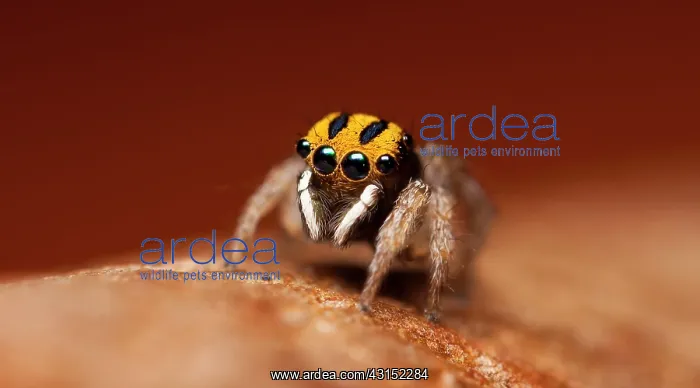 : One of the smallest of the Maratus species comming : One of the smallest of the Maratus species comming