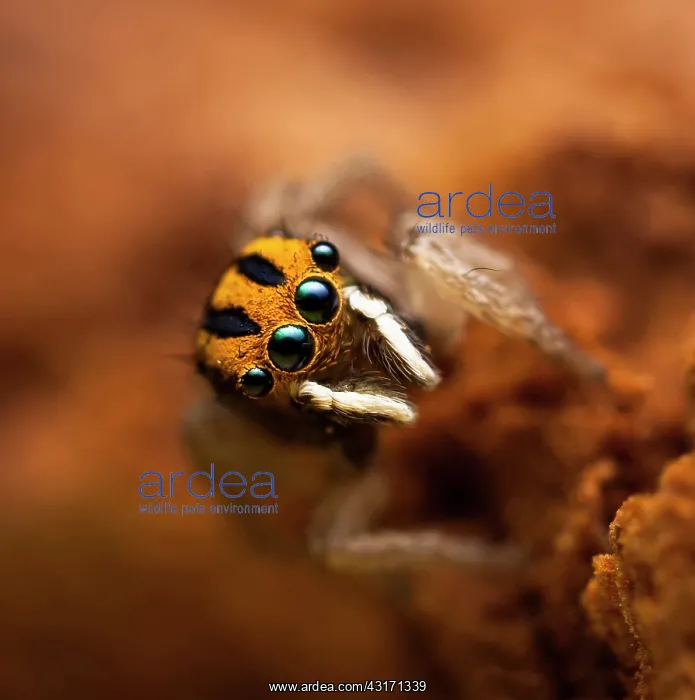 : One of the smallest of the Maratus species comming : One of the smallest of the Maratus species comming