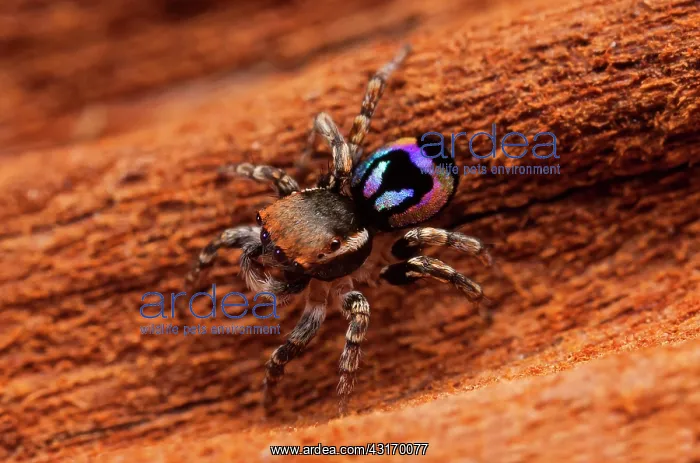 : one of the smallest of the peacock jumping spiders : one of the smallest of the peacock jumping spiders