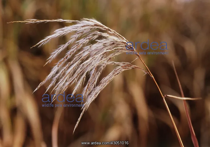 : SmallJapaneseSilvergrass : SmallJapaneseSilvergrass