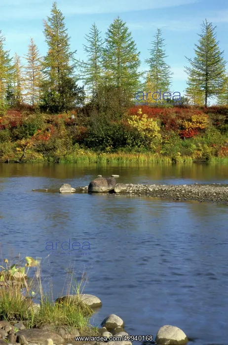 : A smalll river in semi-tundra in autumn, near Dudinka : A smalll river in semi-tundra in autumn, near Dudinka