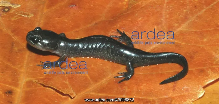 : Smallmouth Salamander : Smallmouth Salamander