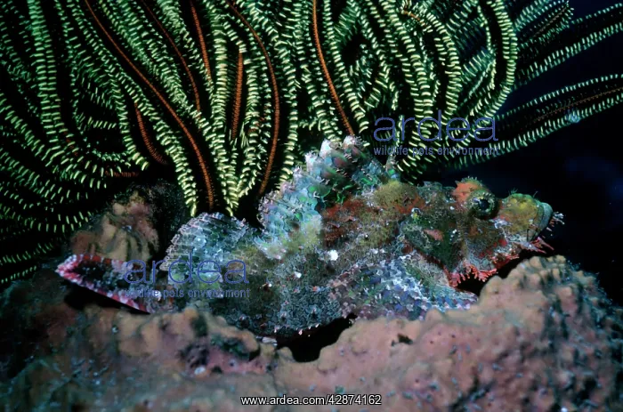 : Smallscale Scorpionfish : Smallscale Scorpionfish