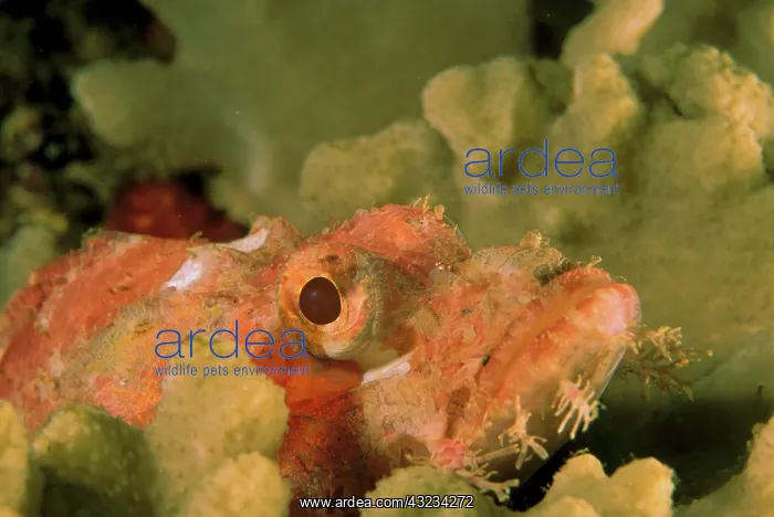  : Smallscale scorpionfish, or scorpaenopsis