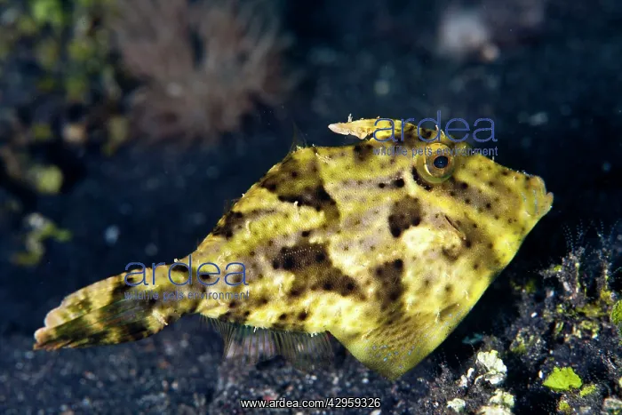 : Smallspotted Leatherjacket / Strap-weed File-fish : Smallspotted Leatherjacket / Strap-weed File-fish