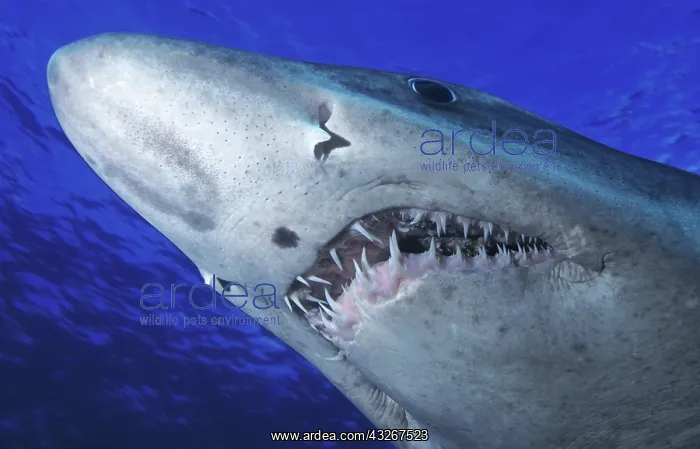 : Smalltooth sand tiger or Bumpytail ragged-tooth : Smalltooth sand tiger or Bumpytail ragged-tooth