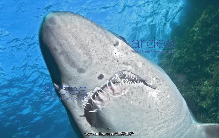 : Smalltooth sand tiger or Bumpytail ragged-tooth : Smalltooth sand tiger or Bumpytail ragged-tooth
