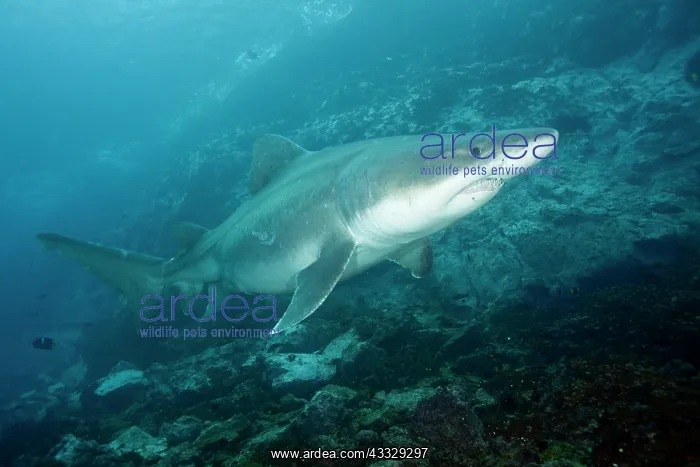 : Smalltooth sand tiger or bumpytail ragged-tooth, Odontaspis : Smalltooth sand tiger or bumpytail ragged-tooth, Odontaspis