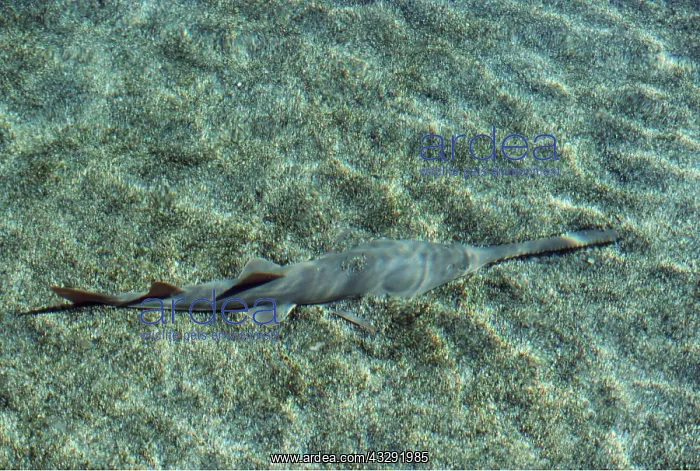 : Smalltooth SAWFISH : Smalltooth SAWFISH