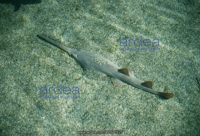 : Smalltooth sawfish / combshark : Smalltooth sawfish / combshark