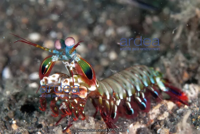 : Smashing Mantis Shrimp : Smashing Mantis Shrimp