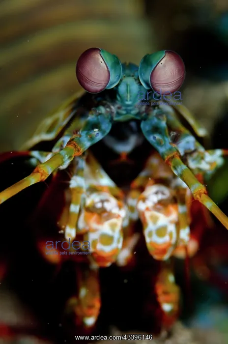 : Smashing Mantis Shrimp : Smashing Mantis Shrimp