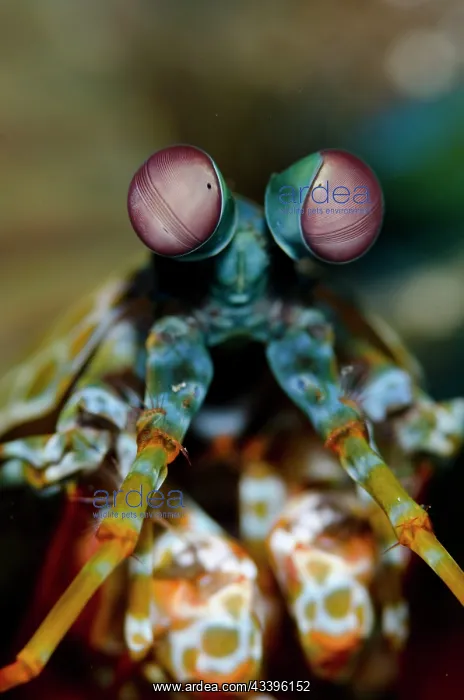 : Smashing Mantis Shrimp : Smashing Mantis Shrimp