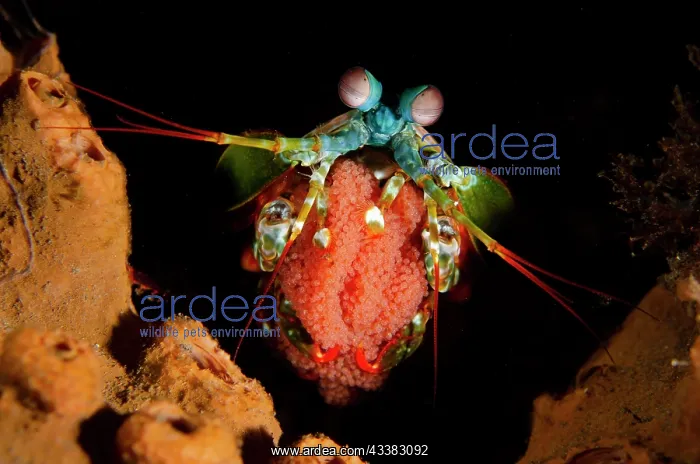 : Smashing Mantis Shrimp with eggs : Smashing Mantis Shrimp with eggs
