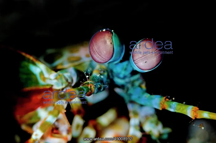 : Smashing Mantis Shrimp in hole TK1 dive site, Lembeh : Smashing Mantis Shrimp in hole TK1 dive site, Lembeh