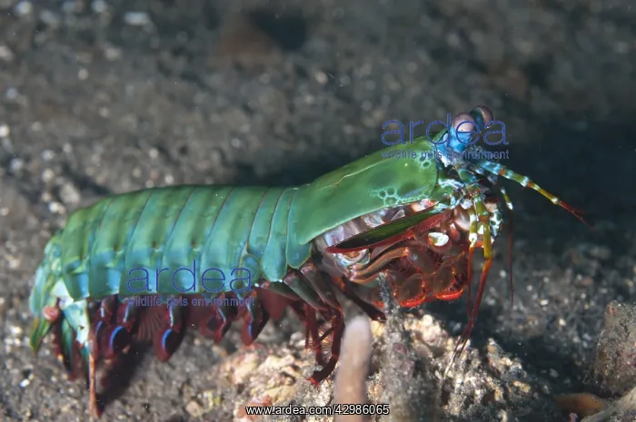 : Smashing Mantis Shrimp - TK2 dive site, Lembeh : Smashing Mantis Shrimp - TK2 dive site, Lembeh