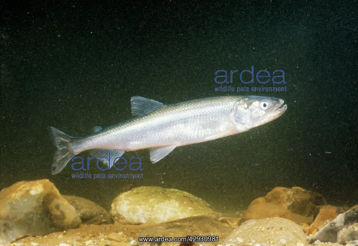 : SMELT (Osmarus eperlanus). Can also be known as aSparling'Smelt : SMELT (Osmarus eperlanus). Can also be known as aSparling'Smelt