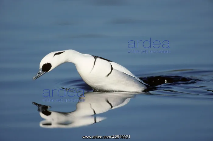 : Smew - diving for food : Smew - diving for food