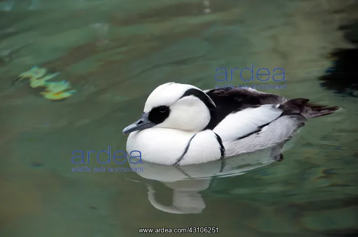 : Smew Drake : Smew Drake