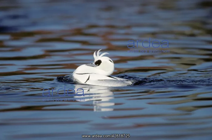 : Smew - drake displaying : Smew - drake displaying