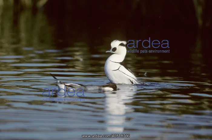 : Smew - drake displaying to female : Smew - drake displaying to female