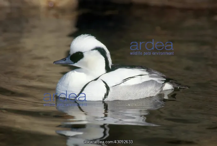 : Smew drake (Mergellus albellus), found in Asia and Alaska : Smew drake (Mergellus albellus), found in Asia and Alaska