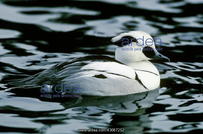 : Smew Duck. Smew duck (Mergellus albellus), North America : Smew Duck. Smew duck (Mergellus albellus), North America