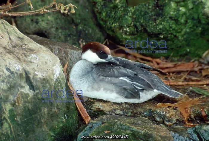 : Smew Duck - female : Smew Duck - female