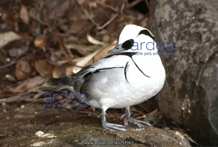 : SMEW DUCK - male