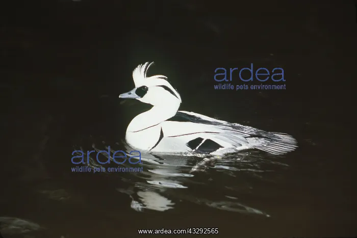 : SMEW DUCK - swimming male : SMEW DUCK - swimming male