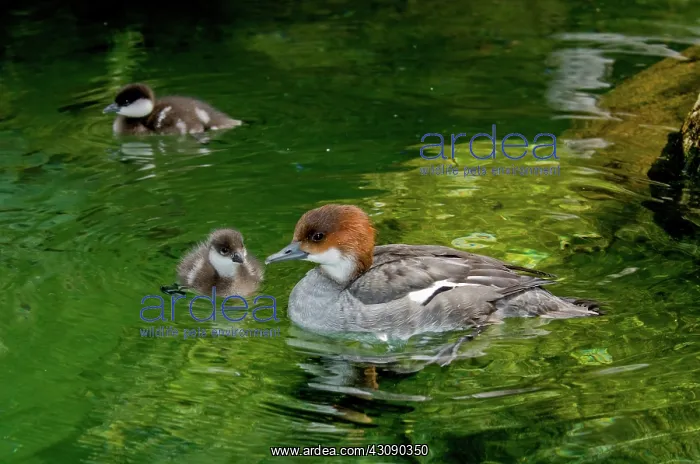 : Smew with ducklings : Smew with ducklings