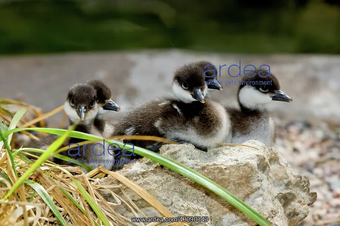: Smew ducklings on shore : Smew ducklings on shore