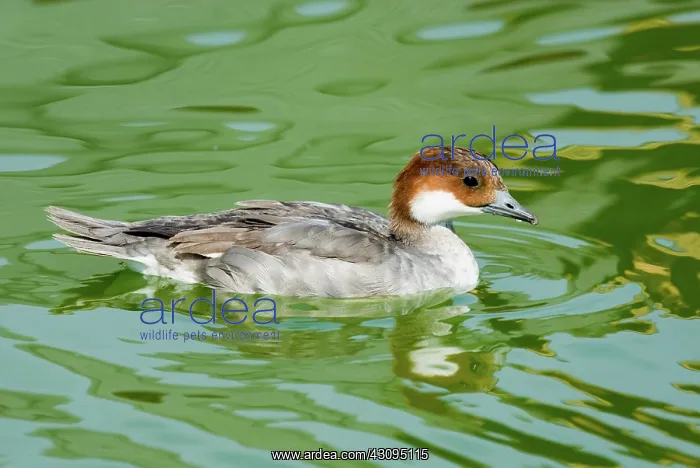 : Smew female : Smew female