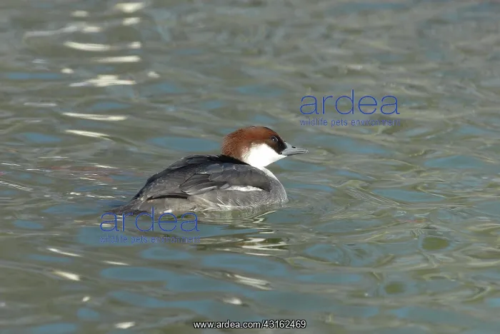 : Smew female : Smew female