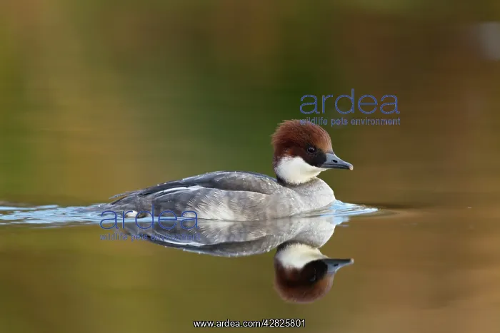 : Smew - female - winter : Smew - female - winter