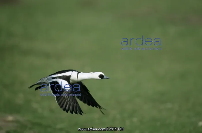 : Smew - in flight : Smew - in flight